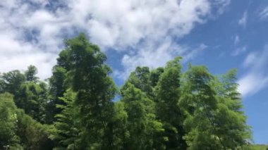 Rahatlatıcı bir yaşam tarzı. Pürüzsüz bir rüzgarda parktaki ağaçlar