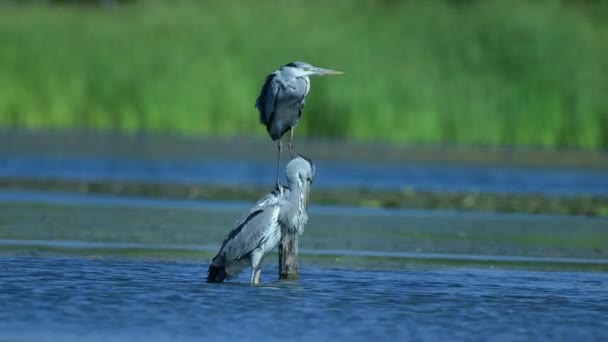 Frumoase Păsări Heron Picioare Apă Aproape — Videoclip de stoc