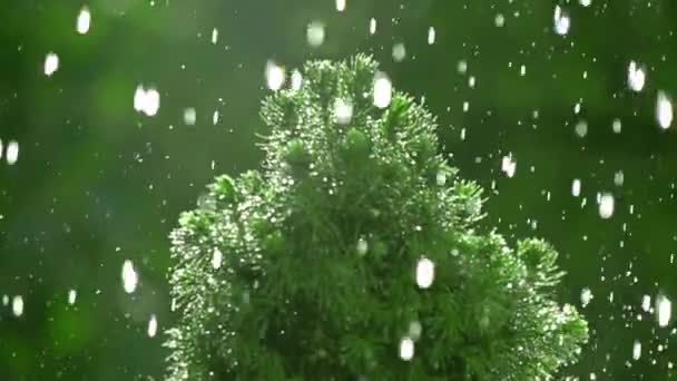 Een Milde Regenbui Die Een Plant Valt Slow Motion — Stockvideo