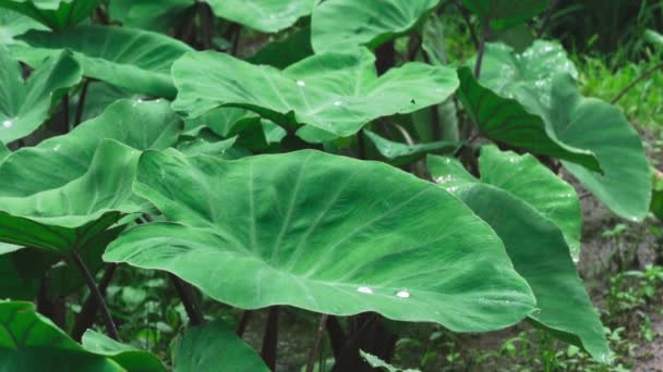 Dauwdruppels Vallen Het Grote Groene Blad Van Een Olifant Oor — Stockvideo