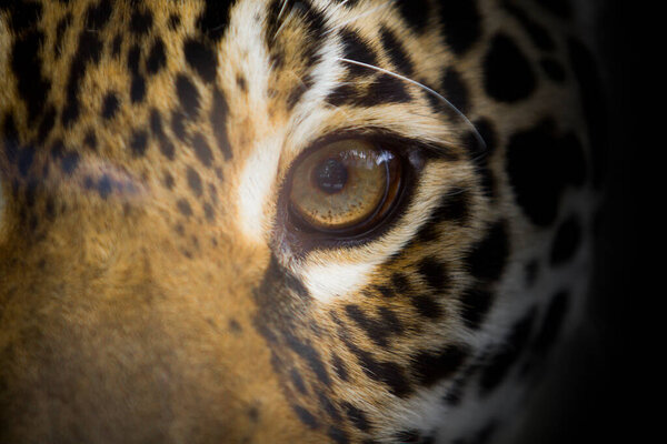 Portrait of jaguar or panthera onca, close up in the eye