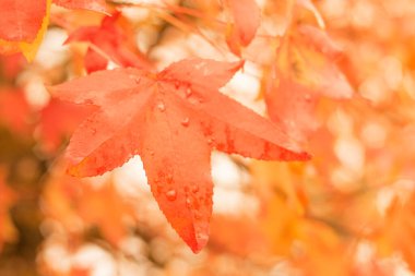 Sonbahar sezonu arka planı, portakal yaprağı, renkli ağaç yaprakları.