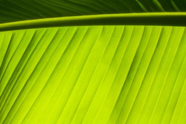 Muz ağacı yaprağı dokusu, parlak yeşil muz yaprağı arkaplanı