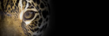 Bir jaguarın portresi, kedinin görünüşü, koyu arkaplan, jaguar gözü açık afiş.