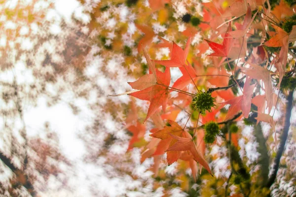 Autumn trees background, seasonal automn forest colours