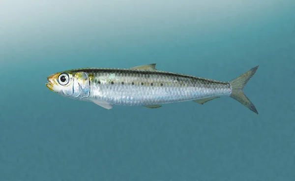 Illustration Numérique Une Sardine — Photo