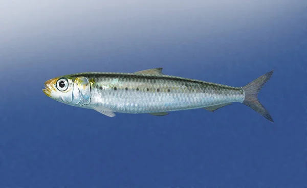 Digital Illustration Sardine Stock Image