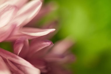 Yeşil bir arka plan üzerinde pembe bir çiçek soyut bulanık görüntü