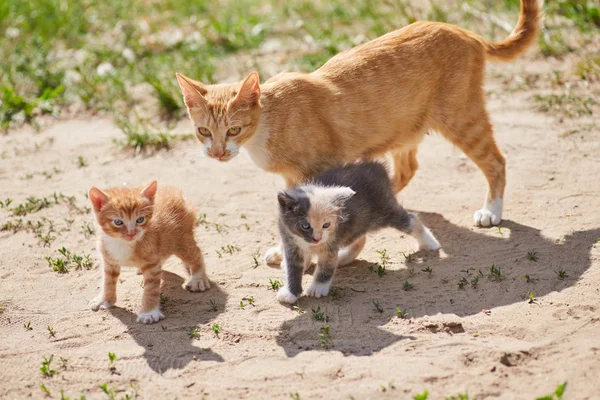 Gato Adulto Com Gengibre Gatinhos Cinza Olhos Azuis Pisando Chão — Fotografia de Stock