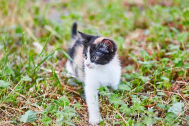 Çimenlerin arasında oturan ve yan tarafa bakan üç renkli kedi yavrusu.