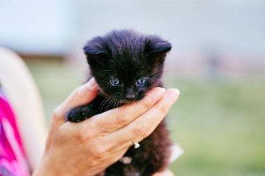 Bulanık alan arka planda kedi yavrusu ile oynayan el yüzsüz kadın Kırpma görünümü