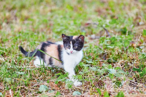 Trefärgad Liten Söt Kattunge Ensam Grön Äng — Stockfoto