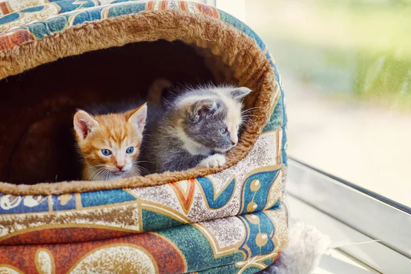 Dois Gatinhos Pequenos Cinza Vermelho Espreitam Para Fora Seu Hous — Fotografia de Stock