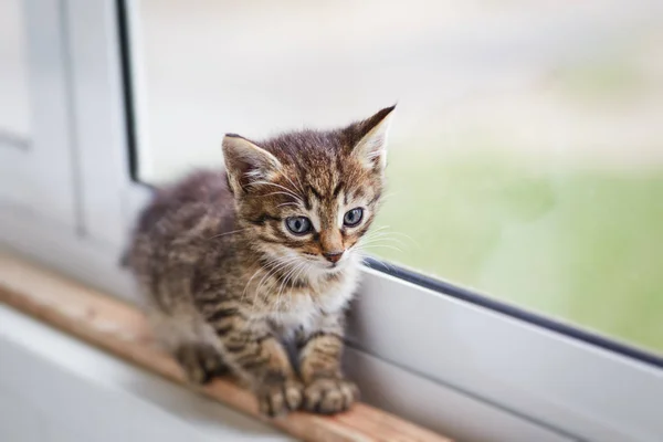 Petit Chaton Mignon Deux Couleurs Marchant Seul Sur Windowsil — Photo