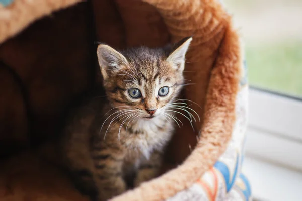 Gray Striped Little Cute Kitten Sitting Hous — Stock Photo, Image