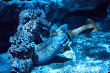 Sualtı deniz yırtıcı Akdeniz moray ile vuruldu