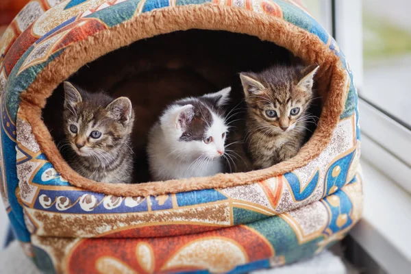 Três Gatinhos Pequenos Espreitar Para Fora Sua Casa — Fotografia de Stock