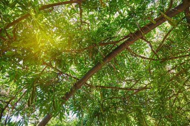 Güneş ışınlarının yollarını yeşil yeşillik olun. Yaz arka plan.