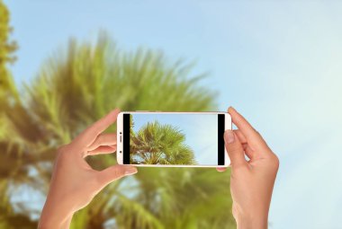 Bir turist parlak yaz güneş ışığı altında bir cep telefonu mavi gökyüzü altında yemyeşil yeşil palms fotoğrafını alıyor
