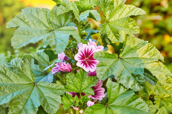 緑の葉の中に花ウスベニアオイ株式隠れ — ストック写真