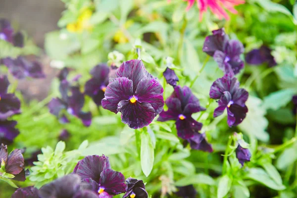 Menekşe çiçek çiçek Viola üç renkli seçici odak