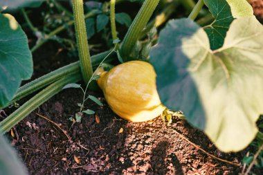 Taze ve olgun sarı sebze bahçesi kabak, yukarıdan görüntülemek
