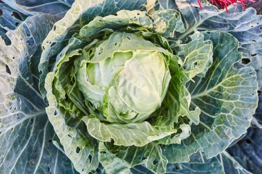 Fotoğraf Bahçe üst bölümünde beyaz lahana