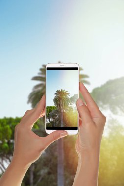 Bir turist fotoğraf çekme yeşil palmiye ağacı, yan parlama ile bir cep telefonu üzerinde güneş tarafından fotoğraflandı olduğunu