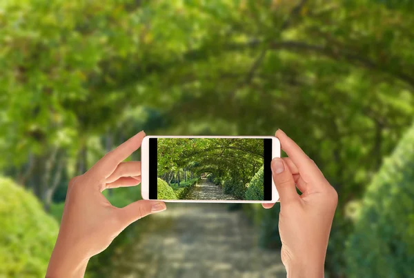 Bir turist bir fotoğraf, bir yolun Floransa'da genel bir parkta grapevine bir cep telefonu üzerinde yapılmış bir çatı ile alıyor