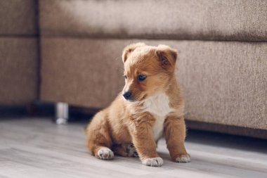 Yerde oturan kırmızı köpek yavrusu