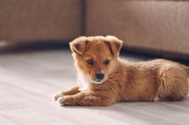 Kırmızı köpek yavrusu yerde yatıyor