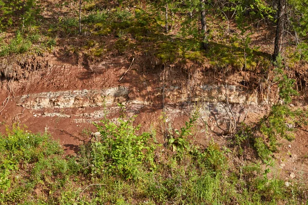 Cut soil in the forest