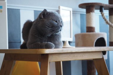 Bir İngiliz Shorthair kedisi evcil hayvanı için birini bekliyor.