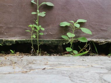 Beton tuğlalar arasındaki oyuğun altında küçük filizler büyüyor.
