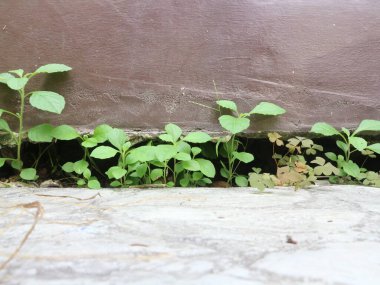 Beton tuğlalar arasındaki oyuğun altında küçük filizler büyüyor.