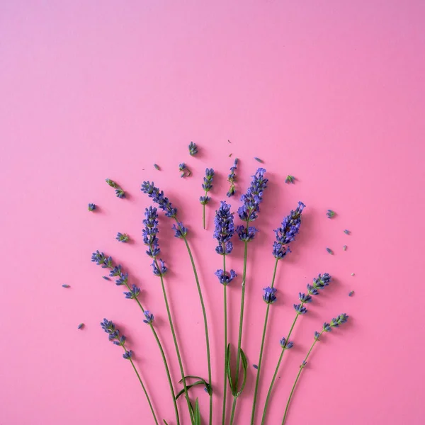 Pembe arkaplanda lavanta çiçekleri