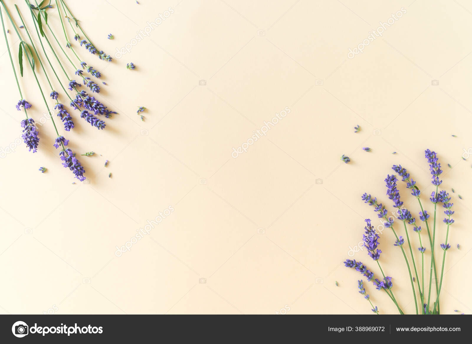 Lavender flowers on the bright yellow background. Stock Photo by ©ln_a  388969072