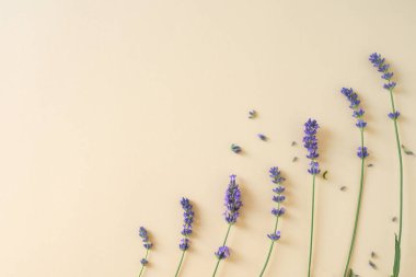 Parlak sarı arka planda lavanta çiçekleri