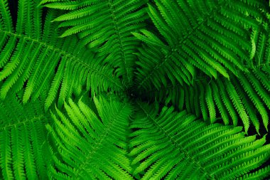 Parlak yeşil yapraklar desen arka planı.