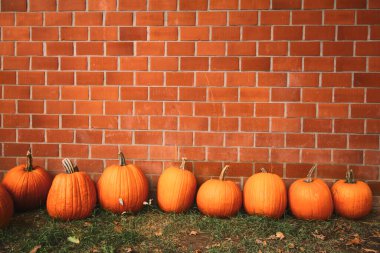 Sonbahar balkabağı arkaplanı.