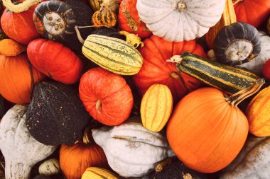 Sonbahar balkabağı arkaplanı.