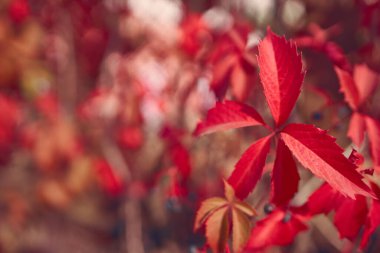 Kırmızı yapraklı sonbahar arkaplanı