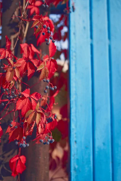 Осінь позаду з яскраво-червоним листям — стокове фото