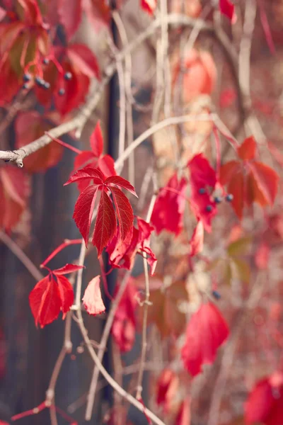 Fundo de outono com folhas vermelhas — Fotografia de Stock