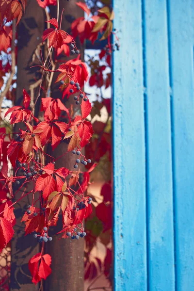 Fundo de outono com folhas vermelhas vibrantes — Fotografia de Stock