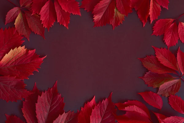 Composição Outono Com Folhas Vermelhas Quadro Feito Com Folhas — Fotografia de Stock