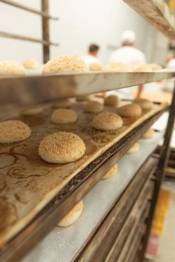 Hamburger çörekleri tepsiye kondu ve fırına konmaya hazır..