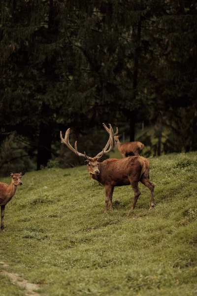 Beautiful Male Red Deer Forest Wildlife Concept — Stock Photo, Image