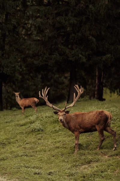 Beautiful Male Female Red Deer Forest Wildlife Concept — Stock Photo, Image