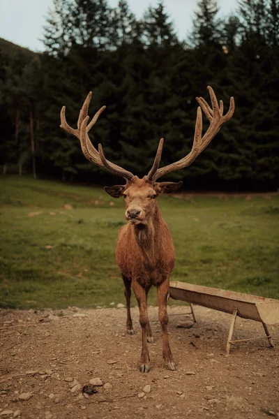 Beautiful Male Red Deer Forest Wildlife Concept — Stock Photo, Image